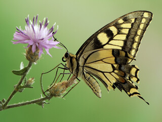 Wonderful butterfly Papilio machaon  spread its wings on a summer day on a pink field flower