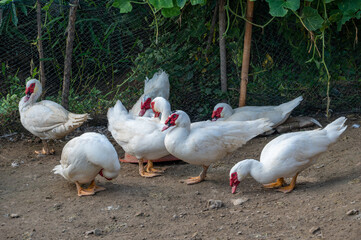 A large snow-white Muscovy Duck raised in the field