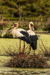 stork in the nest