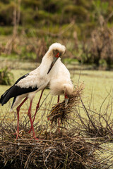 white stork in the nest