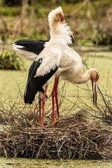 white stork in the nest