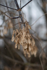 frost on the branches