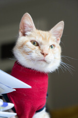 Naklejka premium Ginger cat wearing a red protective coat after surgery portrait looking out - Care of a pet after a cavitary operation (castration, sterilization)