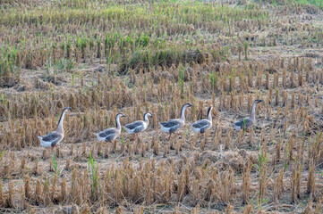Obraz na płótnie Canvas A flock of geese in the field