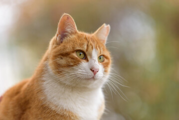 Fototapeta na wymiar Stray cat (Brown and white cat)