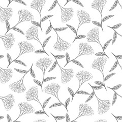 Yarrow seamless pattern monochrome nature medical plant background for web, for print, for fabric print, for packaging design