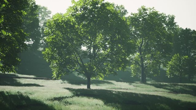 Big mapple tree with green leaves in a summer day