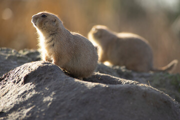The black-tailed prairie dog, Cynomys ludovicianus, lives in colonies on the American prairies