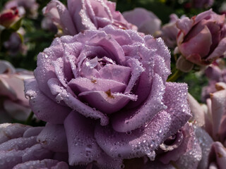 Close-up of outstanding, old fashioned lavender rose 'Novalis' with multi layered mauve flowers. Detailed, round water droplets on rose petals reflecting sunlight in summer