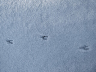 Close-up of a perfect footprints of roe deer (Capreolus capreolus) on the ground covered with soft snow in winter