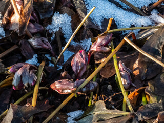 Flower Purple hellebore (helleborus purpurascens) appearing from the soil in early spring surrounded with snow in sunlight