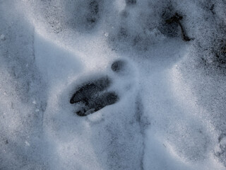 Close-up of a perfect footprints of roe deer (Capreolus capreolus) on the ground covered with snow...