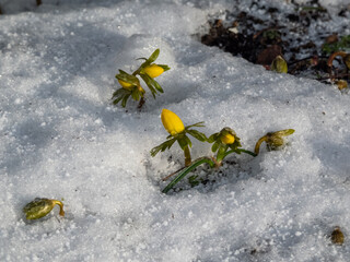 Flowers surrounded with white snow - Winter aconite (Eranthis hyemalis) starting to bloom in spring in bright sunlight. One of the earliest flowers to appear from soil in late winter and spring