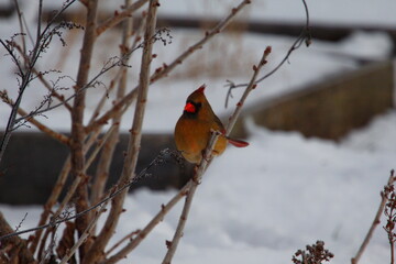 Female Northern Cardinal Against Snow in Winter