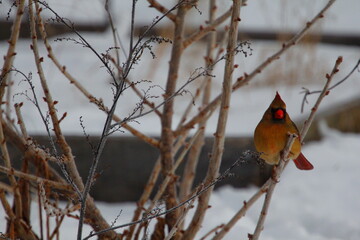 Female Northern Cardinal Against Snow in Winter