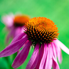 Echinacea purpurea or eastern purple coneflower or purple coneflower, hedgehog coneflower, or echinacea