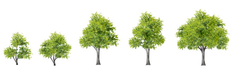 watercolor tree side view isolated on white background  for landscape plan and architecture layout drawing, elements for environment and garden