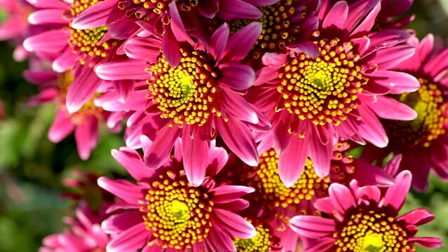Video of a beautiful bright chrysanthemum. Rich pink petals and a yellow center. The video was shot at close range, the camera turns in a circle