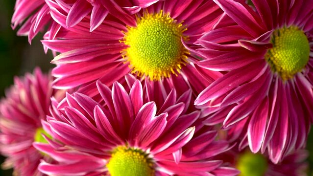 Video of delightful bright chrysanthemums. Saturated pink petals of autumn flowers and a yellow center. The video was shot at close range, the camera turns in a circle