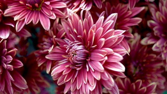Videos of adorable chrysanthemums. Beautiful pink petals of autumn flowers, the middle is closed. The video was shot at close range. The flower is visible in all the details