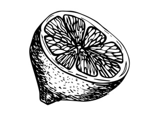 Lemon hand drawn vector illustration. Sketch citrus fruits. Botanical design elements.