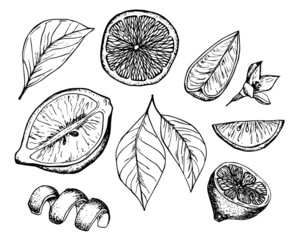 Lemon hand drawn vector illustrations set. Sketch citrus fruits. Botanical design elements.