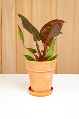 Philodendron Red Sunset with colorful leaves, growth in the pot.