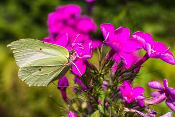 Butterfly on a flower