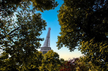 Eifel tower in between tree, Paris  
