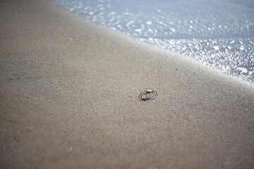 Close up of crab on the sand on the beach