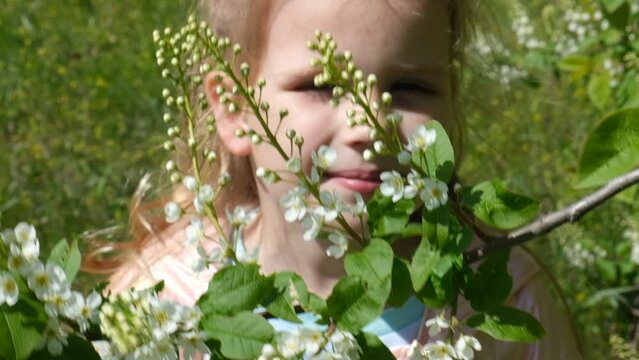 Little girl smelling blooming tree. Happy child enjoying nature outdoors. A child in the garden sniffs flower of bird cherry. Cute child in blossom garden