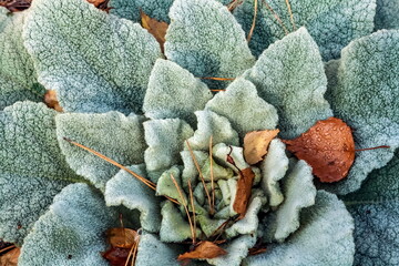 A plant with velvet leaves close-up in autumn