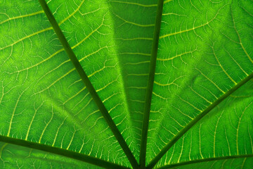 abstract background big green leaf. textured veins, close-up
