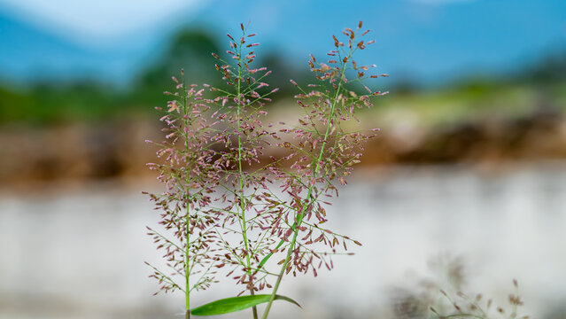 Echinochloa colona, commonly known as jungle rice, deccan grass, or awnless barnyard grass, is a type of wild grass originating from tropical Asia. It was formerly classified as a species of Panicum.