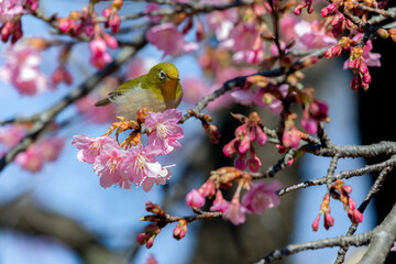 Japanese White-eye and Cerasus lannesiana Carriere at Shibuya, Tokyo, Japan