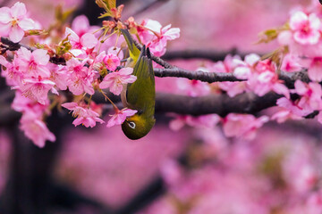 Japanese White-eye and Cerasus lannesiana Carriere at Shibuya, Tokyo, Japan