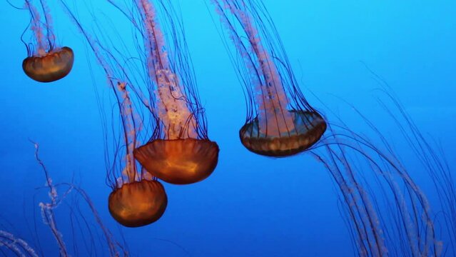 Amazing jellyfish in blue water.