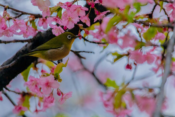 Japanese White-eye and Cerasus lannesiana Carriere at Shibuya, Tokyo, Japan