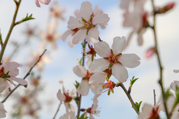 cherry blossom close up