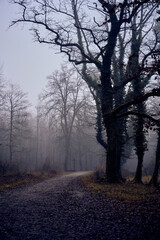 Dark forest at dawn in the fog
