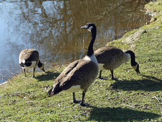 bernaches au bord de l'étang de Toucy (Yonne)