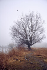 A lonely tree at dawn in the fog