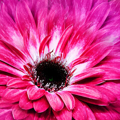Flower  pink gerbera.   Floral background.  Close-up. Nature..