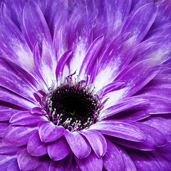 Flower  purple gerbera.  Floral background. Close-up. Nature..