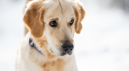 Golden retriever dog looks with cute guilty eyes isolated on white blurred background. Portrait of doggy face during winter walk