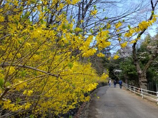 Japanese Yellow Flowers Bloom on Bush on Walkway Gunma Japan