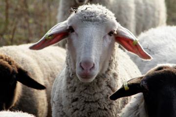 Schaf, Ziege, Weidetier, Geisa, Biosphärenreservat Rhön, Thüringen, Deutschland, Europa  --
Sheep, Goat, Grazing animal, Geisa, Rhoen Biosphere Reserve, Thuringia, Germany, Europe