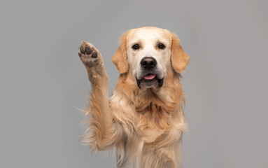 Golden retriever dog doing give paw trick on gray background