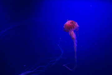 red jellyfish on the blue background