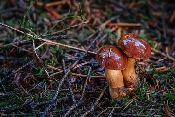 close-up of a brown mushroom standing in the forest